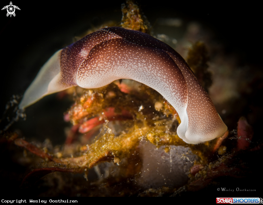 A Headshield slug