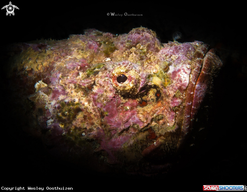A Devil Scorpionfish