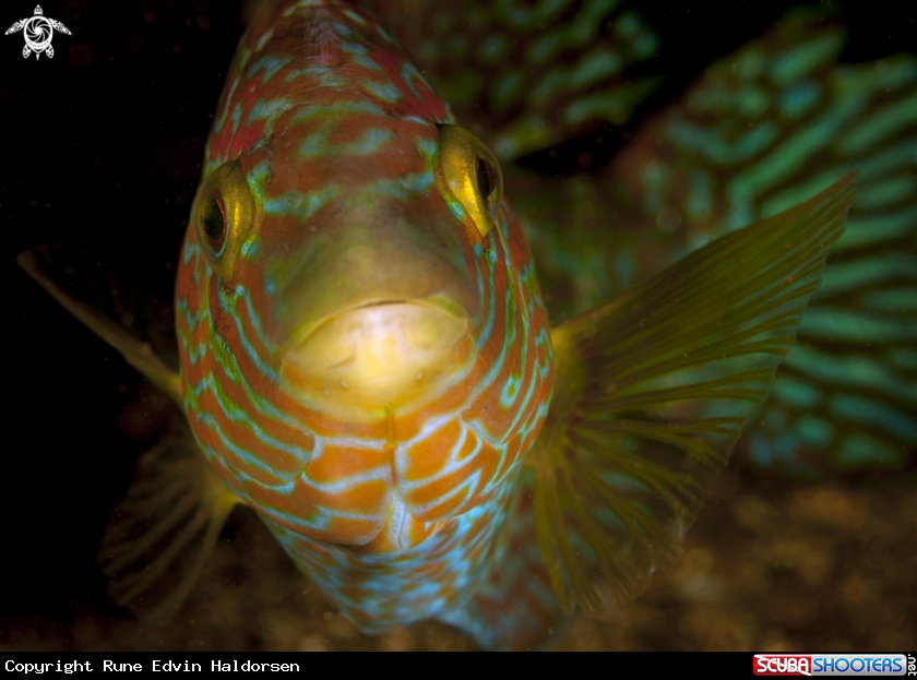 A Corkwing Wrasse