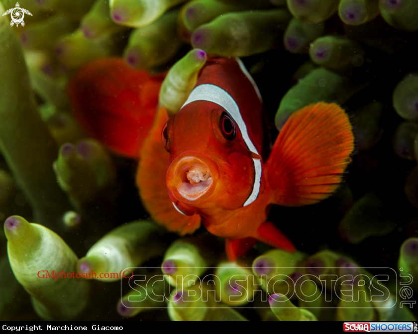 A Clown fish
