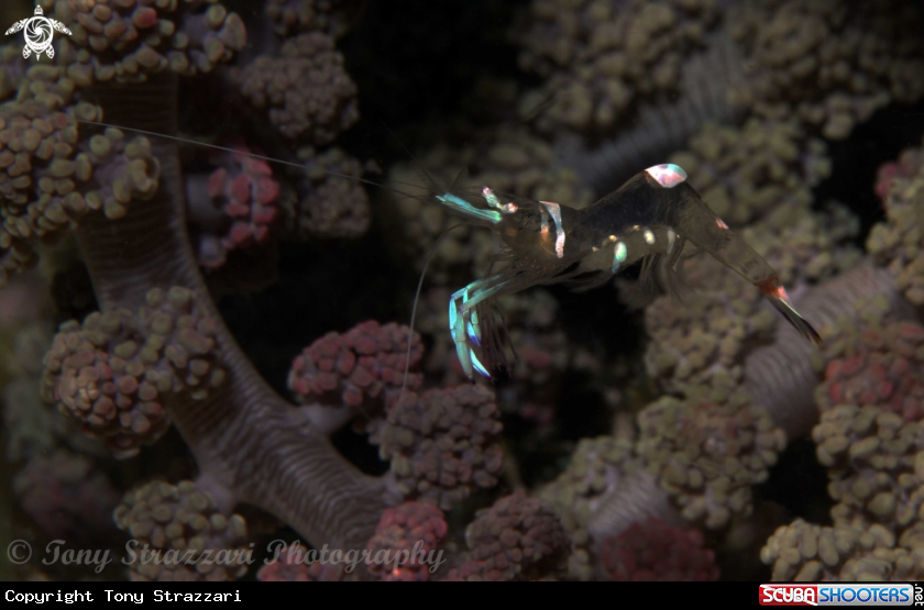 A Holthuis anemone shrimp