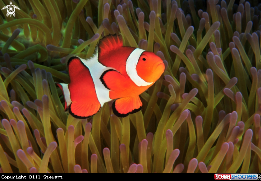 A Common Clownfish