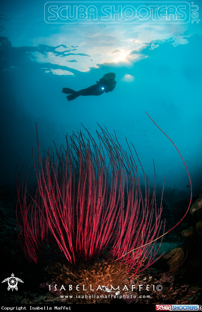 A reef scape