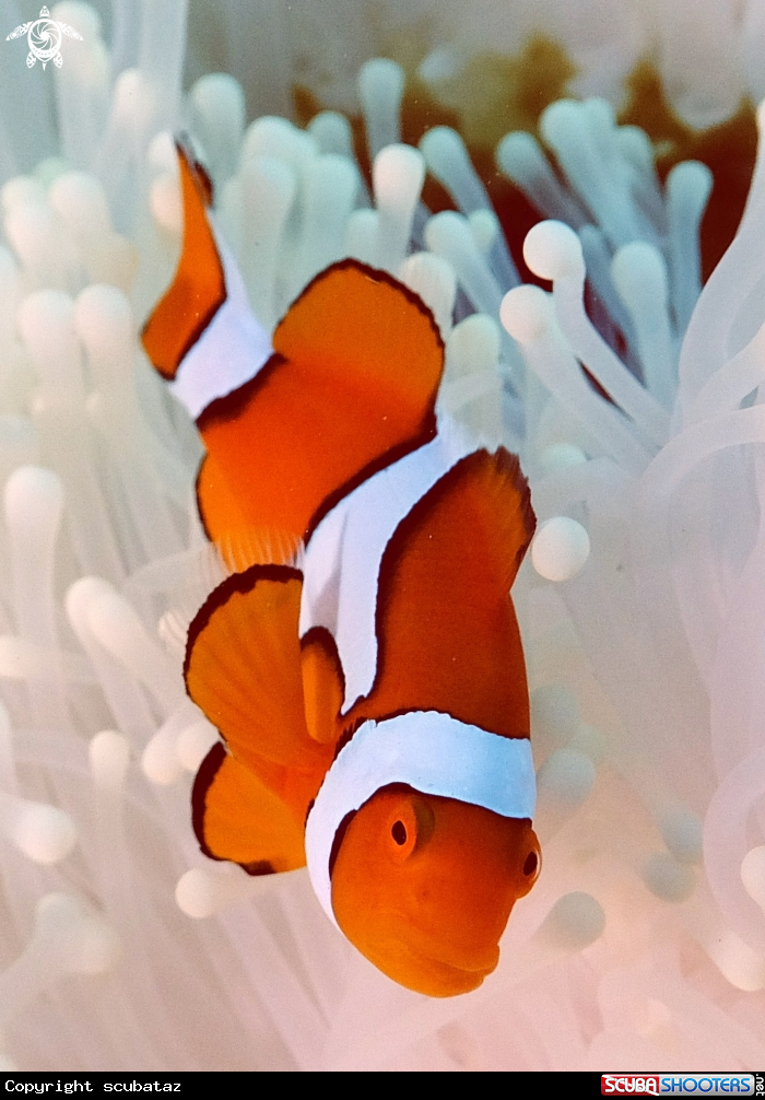 A Clown Fish