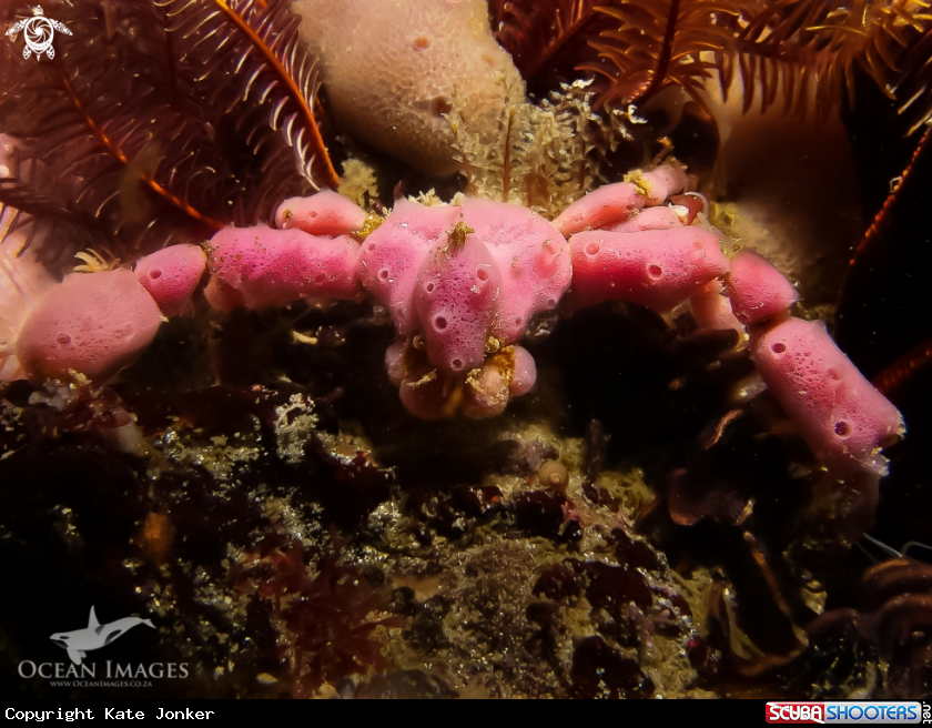 A Hotlips Spider Crab
