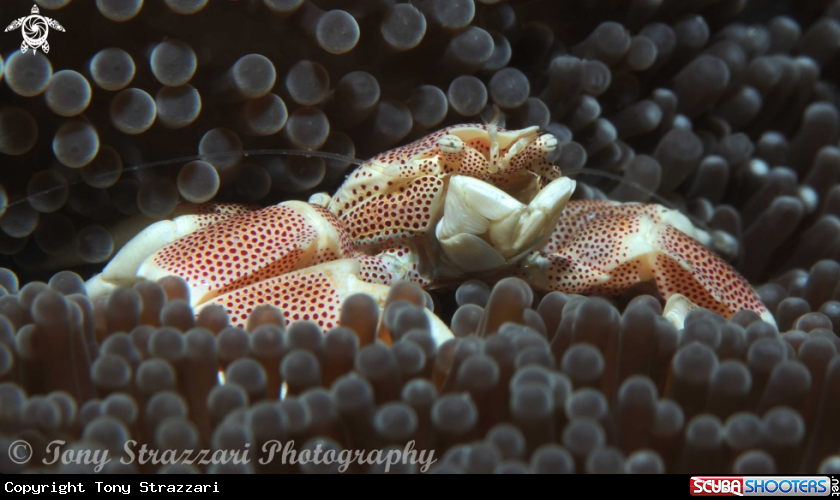 A Porcelain crab