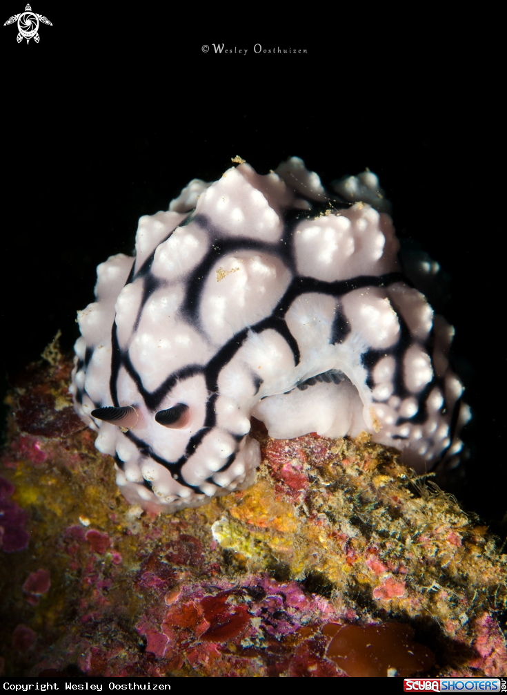A Nudibranch