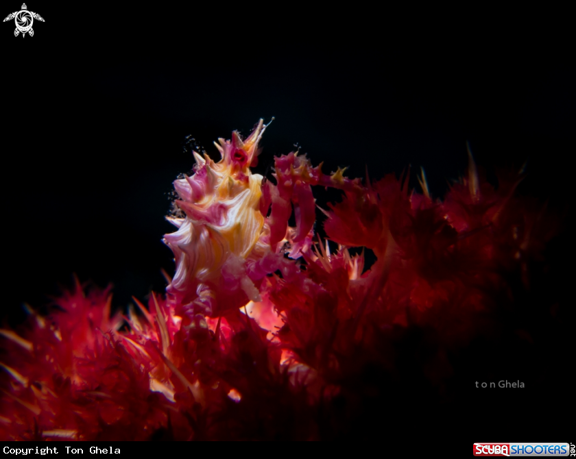 A Candy Crab