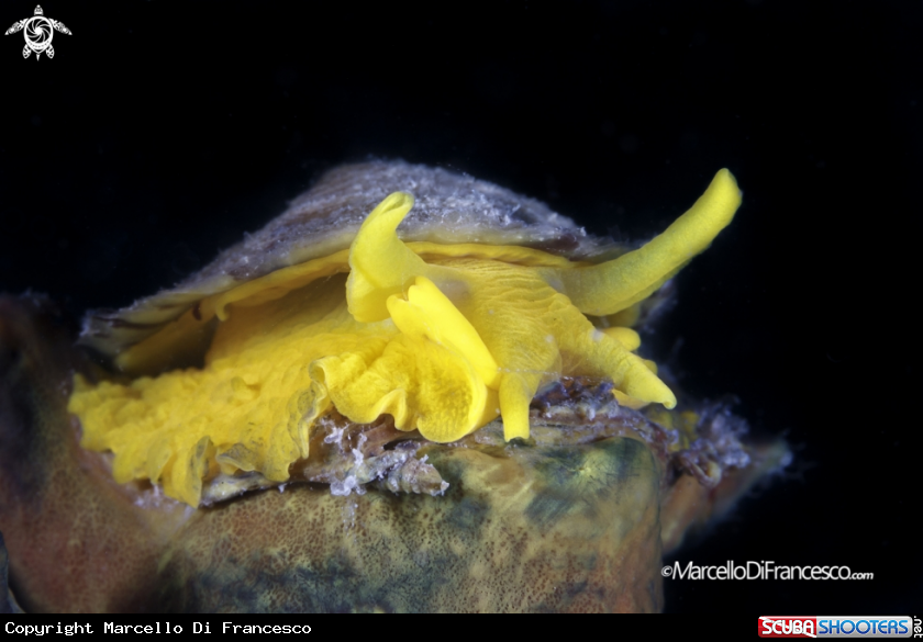 A Tylodina perversa