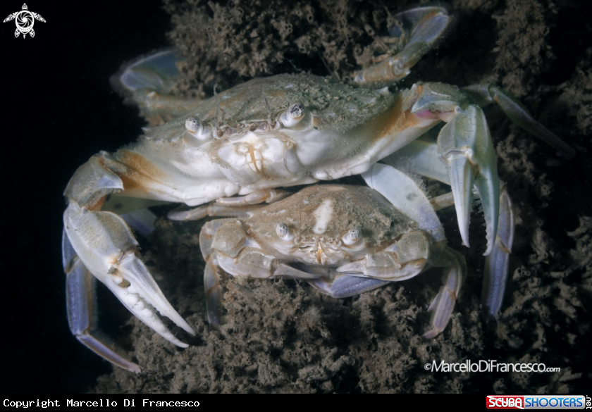 A Crabs