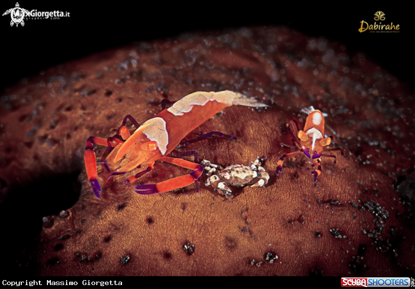 A emperor shrimp