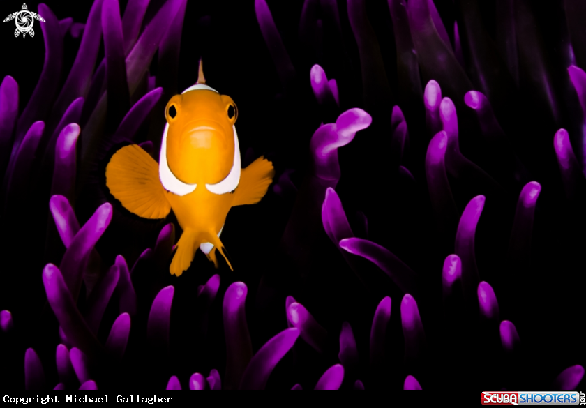 A Clown Anemonefish
