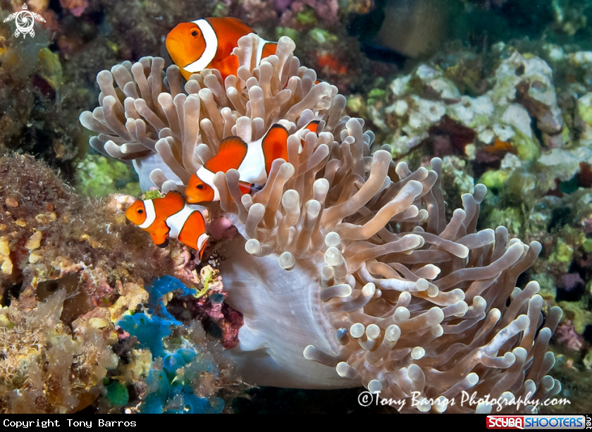 A Clown Fish