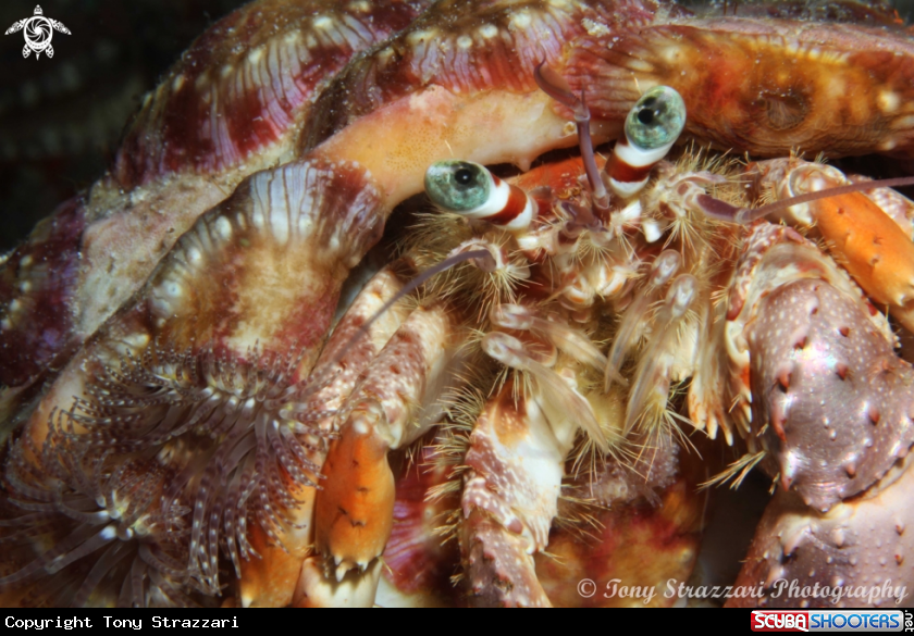 A Anemone hermit crab