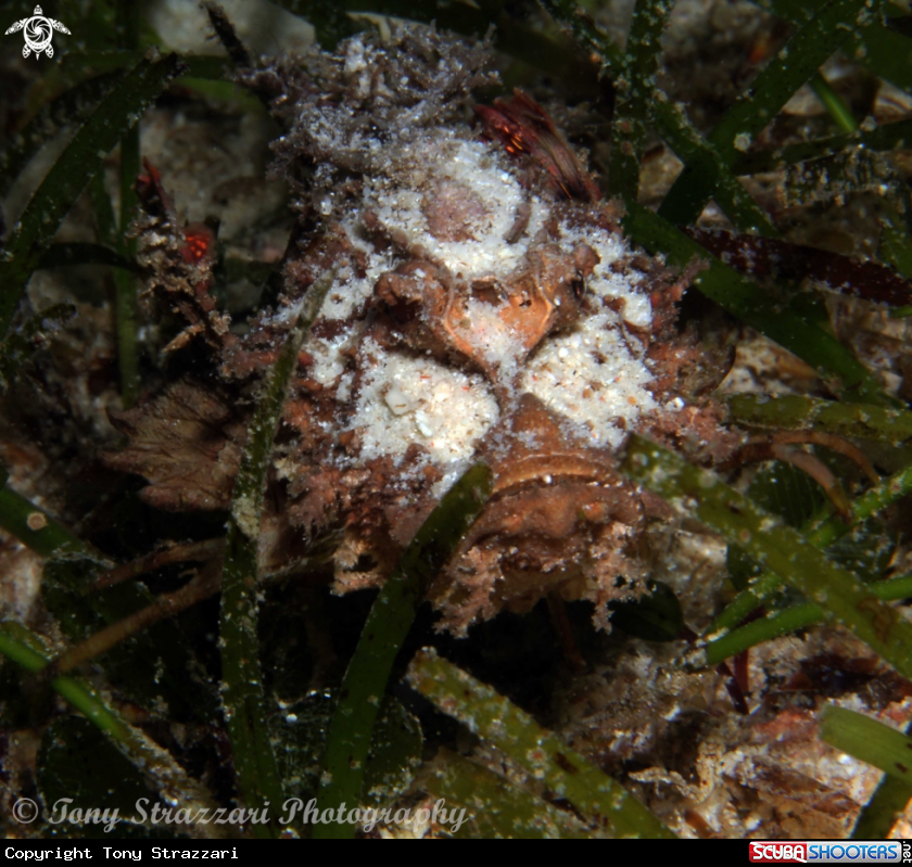 A Spiny devilfish