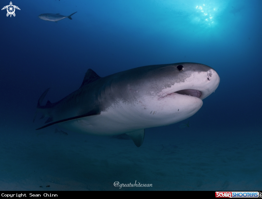 A Tiger Shark