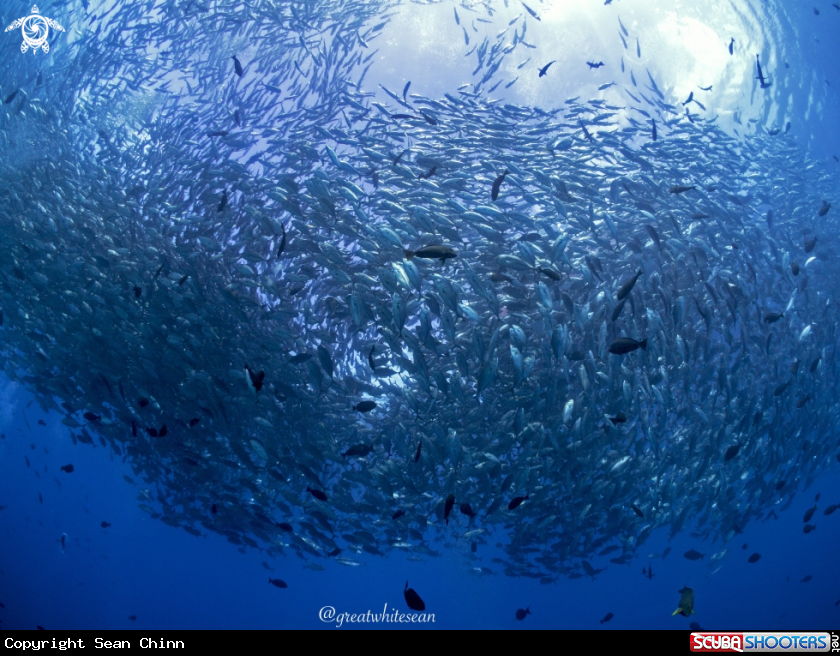 A Jackfish
