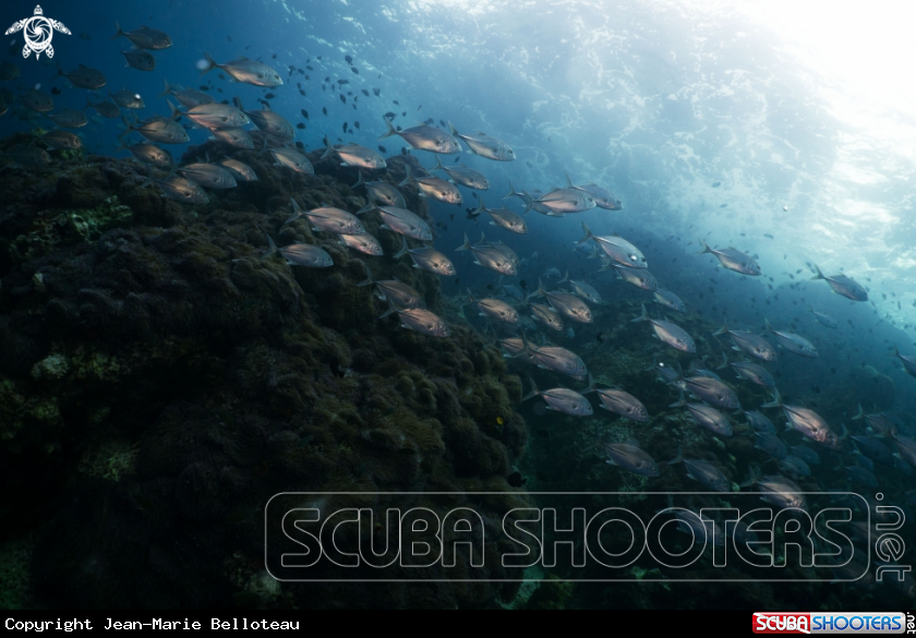 A Bigeye Trevally