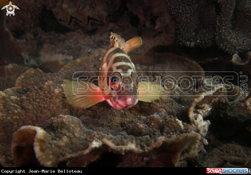 A Blacktip Grouper