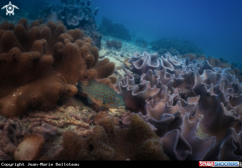 A Blue Spotted Grouper