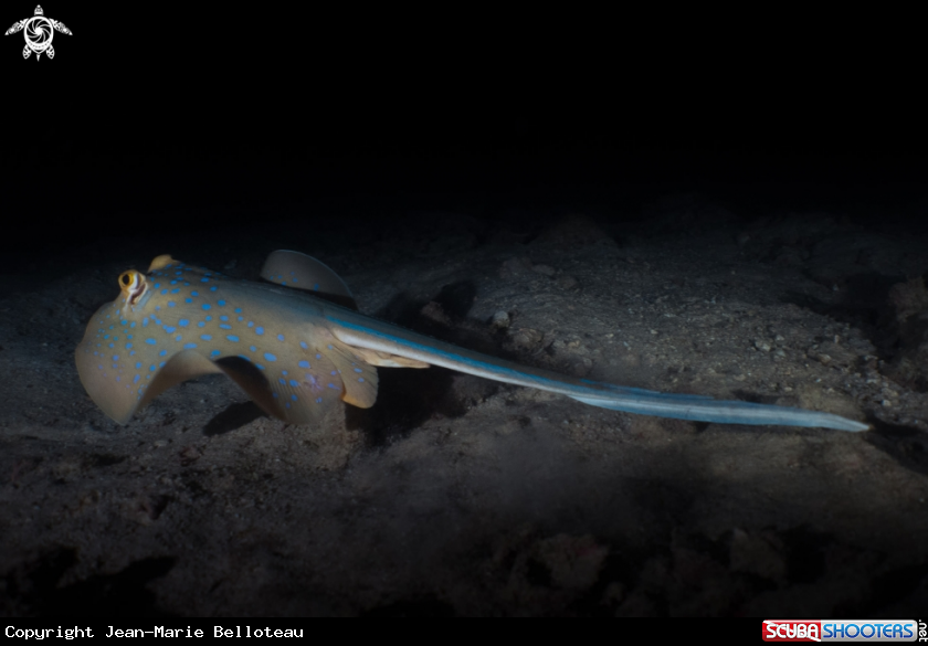 A Bluespotted Stingray