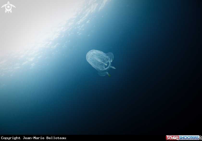 A Box Jellyfish