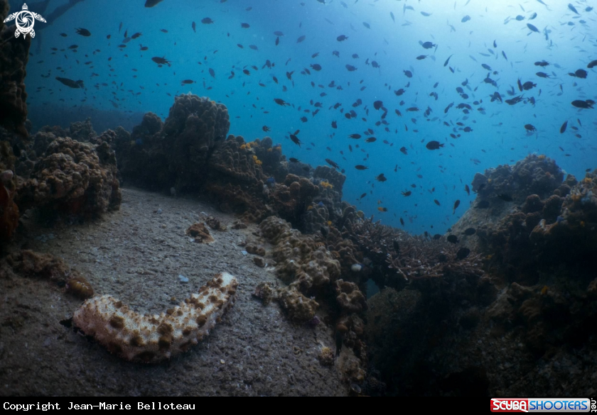 A Commun Sea Cucumbers