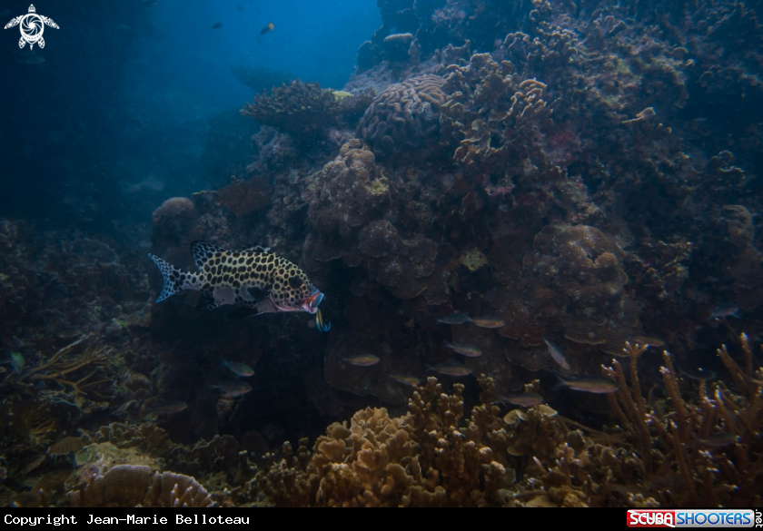 A Harlequin Sweetlips