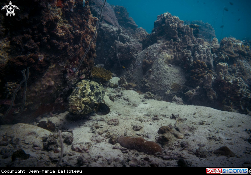 A Malabar Grouper