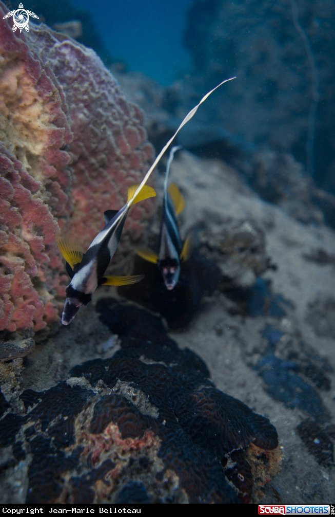 A Pennant Coralfish