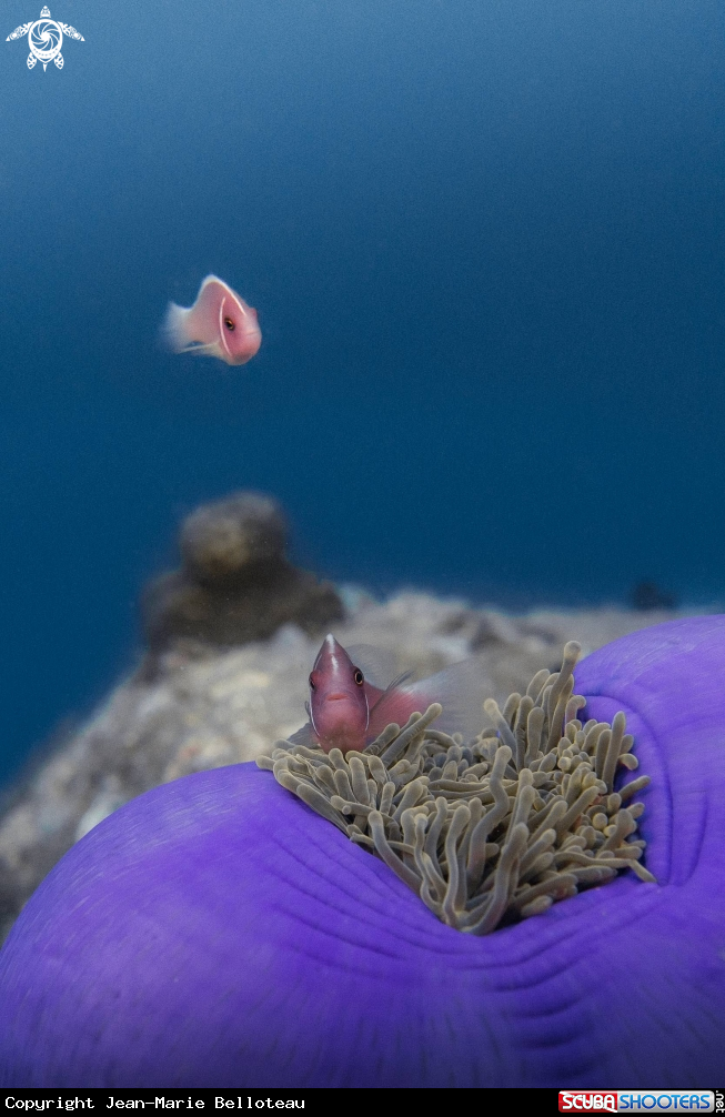 A Pink Skunk Clownfish