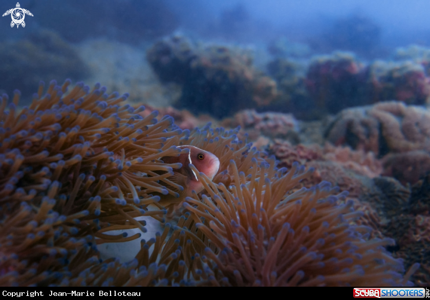 A Pink Skunk Clownfish
