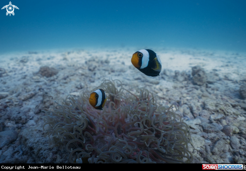 A Saddleback Anemonefish