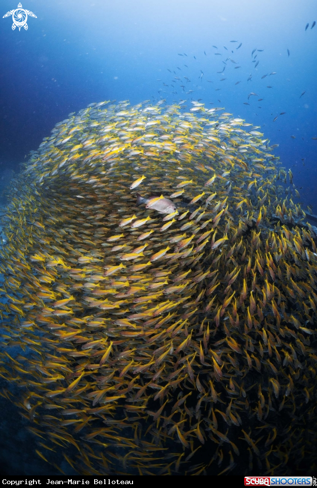 A School  of Yellowback Fusilier - Long Face Emperor
