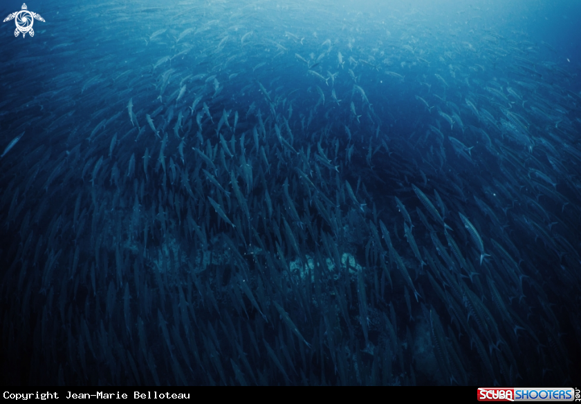 A School of Great Barracuda