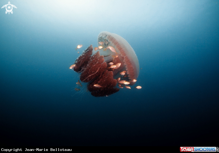A Mosaic Jellyfish