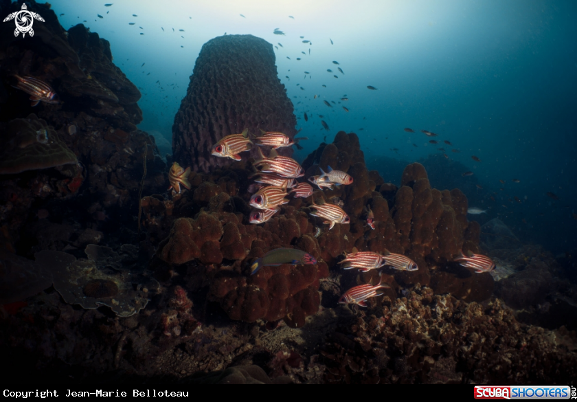 A Striped Squirrelfish