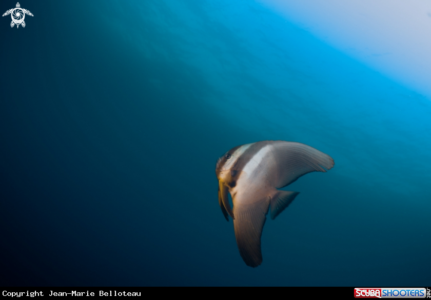 A Teira Batfish