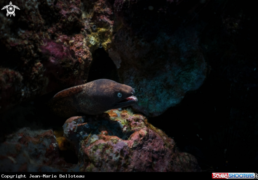 A White-eyed Moray eel