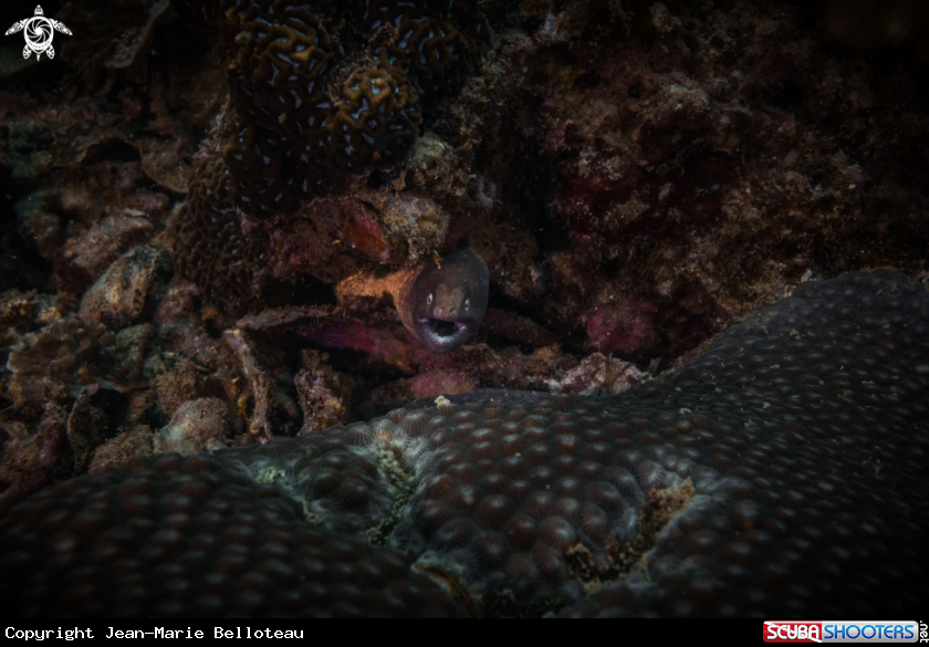 A White-eyed Moray eel