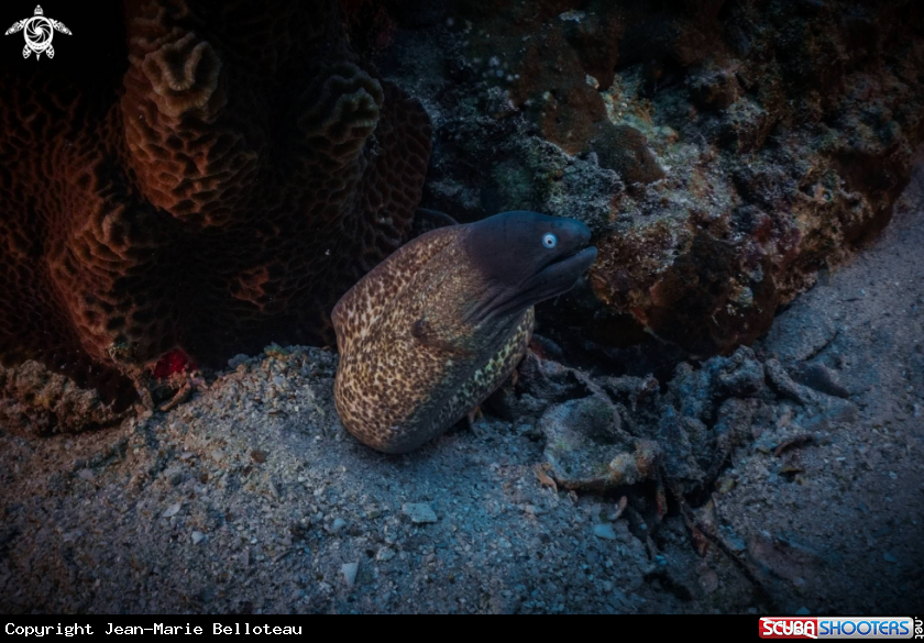 A White-eyed Moray eel