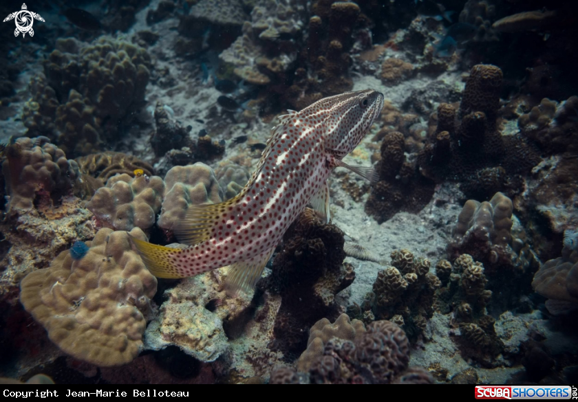 A White-lined Grouper