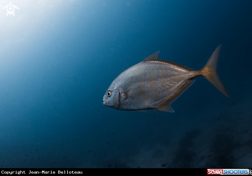 A Yellowspotted Trevally