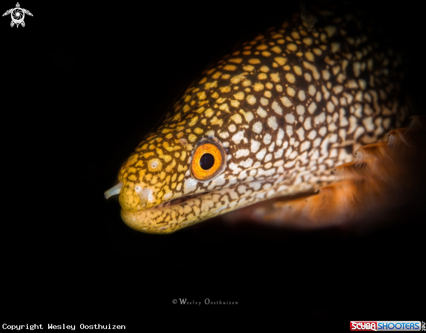 A Abbott's moray eel