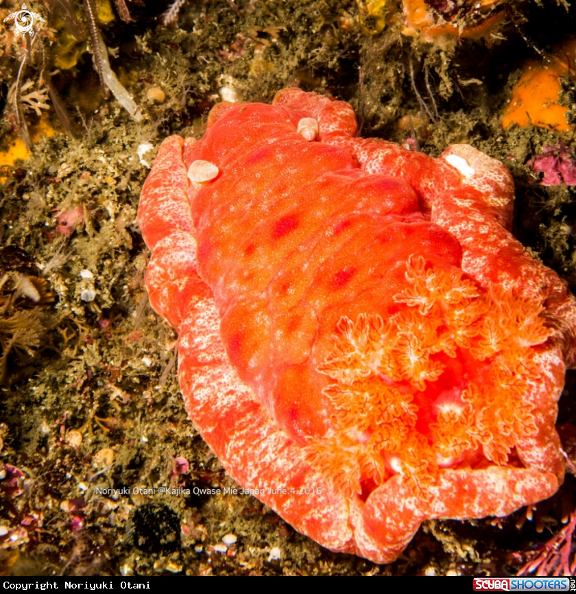 A Spanish Dancer