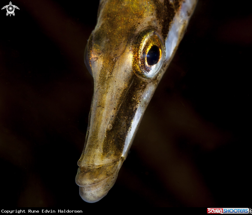 A Fifteen-spined Stickleback