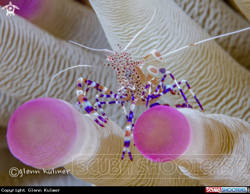 A spotted Cleaner Anemone Shrimp