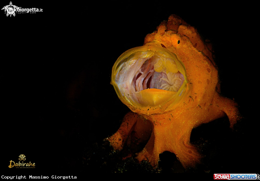 A frog fish