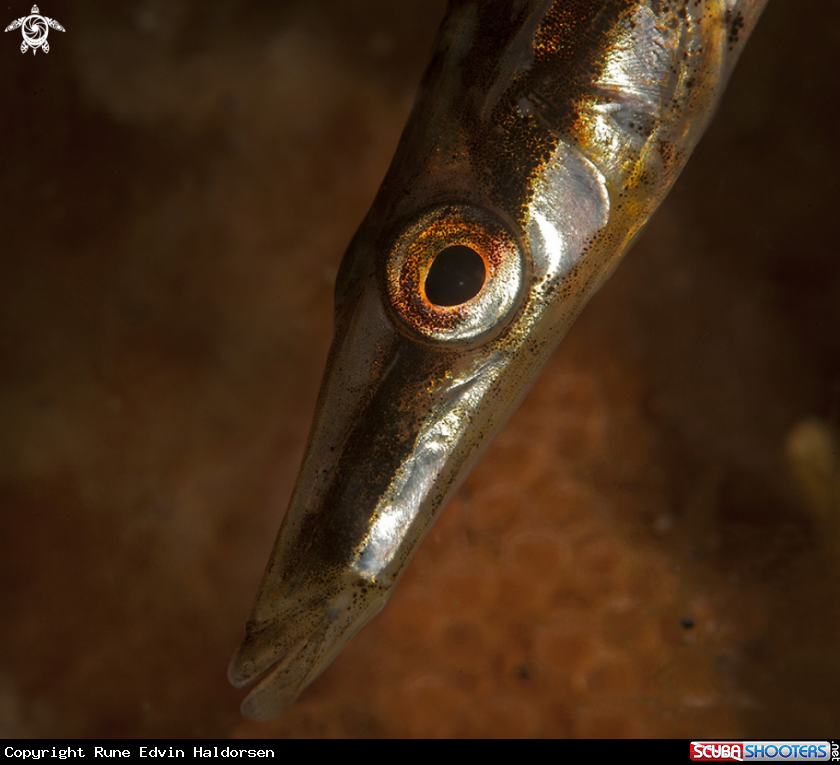A Fiftheen-spined stickleback