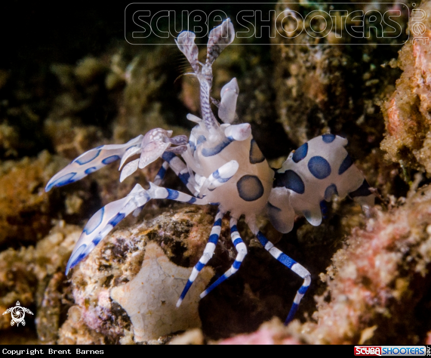 A Harlequin Shrimp